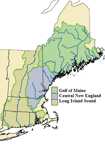 Gulf of Maine Endangered Current Status of Atlantic salmon in the US Central New England Native stocks extinct