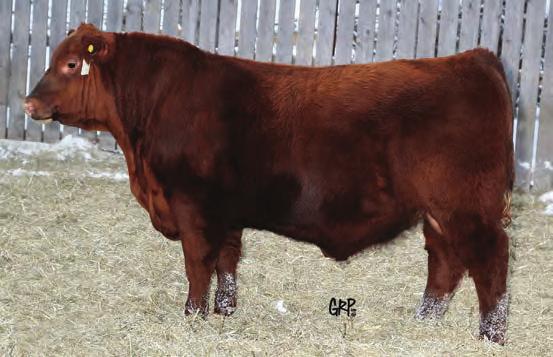 Red Angus Yearling Bulls 157F RED DURALTA Hooper 157F DFLC 157F 2045913 23/02/2018 RED U-2 RECON 192Y RED U-2 RECKONING 149A RED U-2 ANEXA 271Y RED SIX MILE CUSTOM MADE 505C RED BASIN EXT 45T5 RED