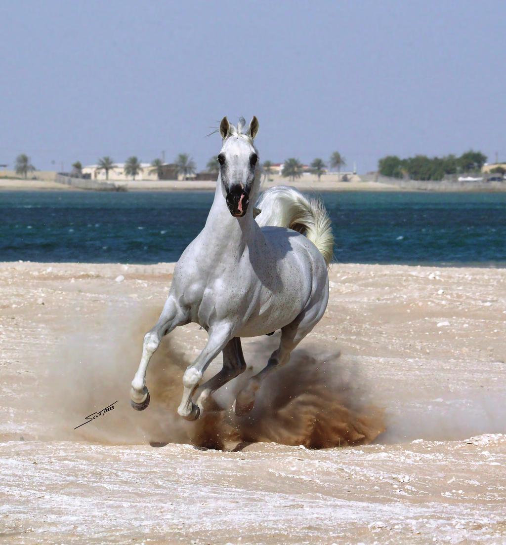 REFLECTIONS ON PHOTOGRAPHING ARABIAN HORSES STORY AND PHOTOGRAPHY BY RENOWNED PHOTOGRAPHER SCOTT TREES In my life, there has never been a period of time when horses have not been a presence in one