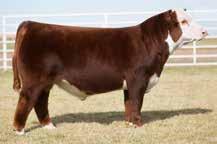 06 332 406 125 Selling 1/2 Interest Here is a great opportunity to own part of a Sooner daughter that is just three years old and ready to flush right away!