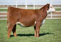 Her Sooner x Gabrielle bloodline is the foundation of Barber Ranch, and our last five Denver Grand Champions in a row carry this same bloodline.