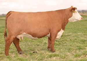 Lot 4 4 /S LADY PEERLESS 3386A COW Reg#: 43461407 DOB: 8/27/13 Tattoo: 3386 HORNED HH ADVANCE 286M 1ET HH ADVANCE 0024K /S PEERLESS 1571Y HH MISS ADVANCE 752G /S LADY DOMINO 652S CL 1 DOMINO 484 UPS