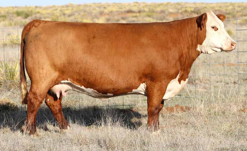 3 0.017 0.51 0.26 448 533 113 3386 was purchased from Shaw s first production sale where she and her mother were featured as lot 1.