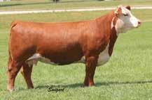 Her dam, 2043, was one of our feature females in our 2012 online sale selling to Kayla Stephens.