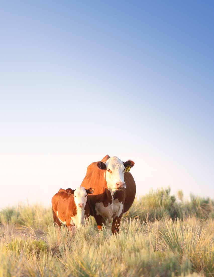 Fall Bred Cow/Calf Splits Judge your herd by your