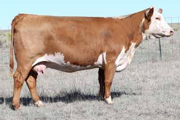 FALL BRED COW/CALF SPLITS 8 PCC NEW MEXICO LADY 6032 COW Reg#: 43716665 DOB: 2/19/16 Tattoo: 6032 HORNED NJW 73S 980 HUTTON 109Z ET CRR HELTON 980 PCC POSITIVE INFLUENCE 4019 ET H5 MS 552 DOMET 634
