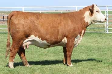 SPRING COW/CALF PAIRS 19 BR GABRIELLE 6648 ET COW Reg#: 43772577 DOB: 12/1/15 Tattoo: 6648 POLLED TH 122 71I VICTOR 719T DRF JWR PRINCE VICTOR 71I CRR 719 CATAPULT 109 KBCR 19D DOMINETTE 122 CRR