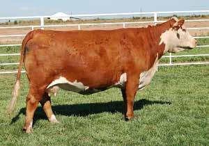 4 71 111 17.6 29 65-2.7 1.0 0.9-0.013 0.58-0.11 364 436 122 Selling 1/2 Embryo Interest and No Possession 6648 is a huge bodied, big boned, stout made Catapult daughter out of 8051.