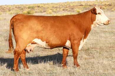 SPRING COW/CALF PAIRS Lot 21 C&M New Mexico Lady 7008 Great Granddam of Lot 22 21 ECR 0133 DOMINETTE 3293 COW Reg#: 43440880 DOB: 3/20/13 Tattoo: 3293 HORNED HH ADVANCE 8141U L1 DOMINO 03571 K&B