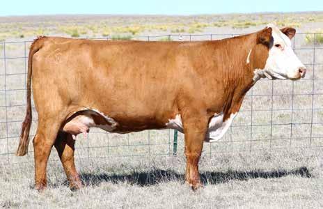 SPRING COW/CALF PAIRS Lot 23 23 /S LADY PEERLESS 4134B COW Reg#: 43463615 DOB: 2/9/14 Tattoo: 4134 HORNED HH ADVANCE 286M 1ET HH ADVANCE 0024K /S PEERLESS 1571Y HH
