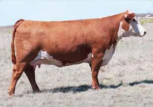 SPRING COW/CALF PAIRS 24 KTP NEW MEXICO LADY 4016 COW Reg#: 43506269 DOB: 2/20/14 Tattoo: 4016 HORNED CRR HELTON 980 GO L18 EXCEL T31 NJW 73S 980 HUTTON 109Z ET CRR 9B JULIANNE 405 PW VICTOR BOOMER