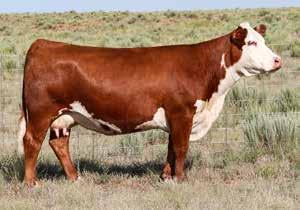 Buyer will have the option to keep the bull calf or sell the bull calf back to PCC for $1000. If buy back option is chosen PCC will maintain the pair until weaning.