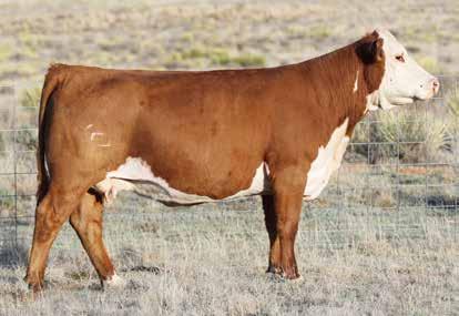 SPRING COW/CALF PAIRS 27 PCC NEW MEXICO LADY 5045 ET COW Reg#: 43615363 DOB: 3/5/15 Tattoo: 5045 HORNED CRR HELTON 980 GO L18 EXCEL T31 NJW 73S 980 HUTTON 109Z ET CRR 9B JULIANNE 405 PW VICTOR BOOMER