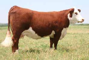 8063-2.6 4.4 49 80 18.7 27 52 1.3 1.4 1.4 0.007 0.39 0.13 375 444 89 6026 will be popular on sale day. She is a direct daughter of arguably the best looking cow on the ranch, PCC New Mexico Lady 2033.