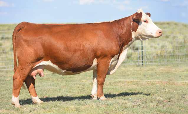 SPRING COW/CALF PAIRS Lot 33 33 C&M NEW MEXICO LADY 0010 COW Reg#: 43107098 DOB: 2/12/10 Tattoo: 10 HORNED DD EXCEL DESIGN 40 DUNROBIN EXCEL 3Z ET GO EXCEL L18 MISS LL BRIGADER 211 GO MS 124 ADVANCE