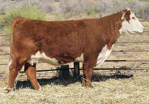 Her full sister, New Mexico Lady 5102, was flushed this fall and there is no reason why 7116 will not follow in her footsteps.