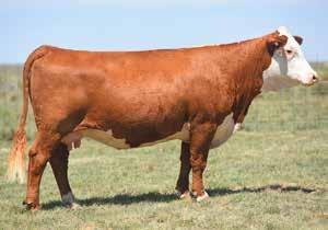 FALL BRED HEIFERS 38 PCC NEW MEXICO LADY 7117 ET COW Reg#: 43943614 DOB: 10/27/17 Tattoo: 7117 HORNED CRR HELTON 980 GO L18 EXCEL T31 NJW 73S 980 HUTTON 109Z ET CRR 9B JULIANNE 405 PW VICTOR BOOMER