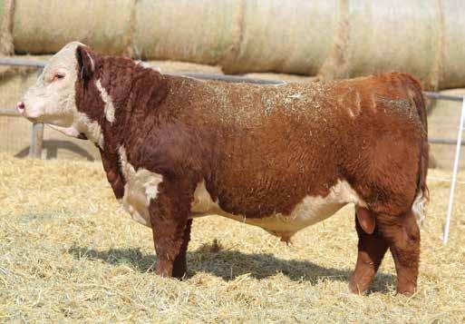 Spring Bred Heifers All heifers will be bred to our newest herd