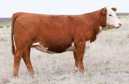 SPRING BRED HEIFERS 43 PCC NEW MEXICO LADY 8140 COW Reg#: 43935315 DOB: 2/25/18 Tattoo: 8140 HORNED CRR HELTON 980 GO L18 EXCEL T31 NJW 73S 980 HUTTON 109Z ET CRR 9B JULIANNE 405 HH ADVANCE 4055P H5