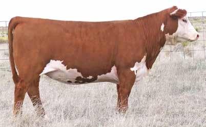 52 0.13 307 371 110 To some, 8140 will be the favorite yearling heifer. She is heavy pigmented, dark red, high performing, big bodied and stout constructed. Check out her CHB number.