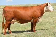 AI d end of April to NJW Fortified 238F Lot 43 44 PCC NEW MEXICO LADY 8128 COW Reg#: 43935300 DOB: 2/20/18 Tattoo: 8128 HORNED NJW 67U 28M BIG MAX 22Z NJW 79Z 22Z MIGHTY 49C ET BW 91H 100W RITA 79Z