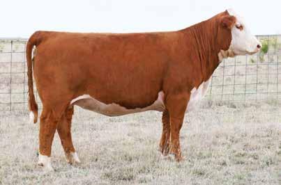 SPRING BRED HEIFERS 46 PCC NEW MEXICO LADY 8210 COW Reg#: 44003200 DOB: 4/1/18 Tattoo: 8210 HORNED NJW 73S 980 HUTTON 109Z CRR HELTON 980 PCC POSTIIVE INFLUENCE 4019 H5 MS 552 DOMET 634 CJH L1 DOMINO