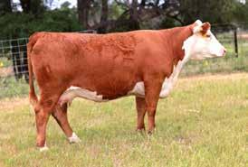 HH ADVANCE 3196N GO MS 102 DOMINO P108 6.1 2.9 56 91 17.9 30 58 0.0 1.4 1.4 0.057 0.47 0.25 388 471 112 5036 was acquired from Shaw Cattle Company privately.