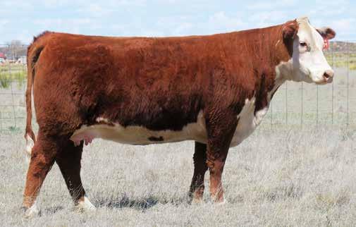 FLUSH OPPORTUNITIES Lot 56 Right to Flush C&M KTP New Mexico 4006 Dam of Lots 10, 53 and 56 56 PCC NEW MEXICO LADY 7009 ET FLUSH Reg#: 43855174 DOB: 2/12/17 Tattoo: 7009 HORNED NJW 67U 28M BIG MAX
