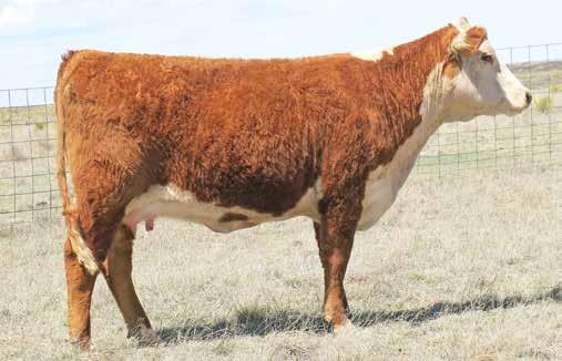 KTP NEW MEXICO LADY 4006 BF BAR 1 TAINTED 101Y BF DOMINO AFFECT 702T ET BF FLIRTATIOUS 713T ET 3.6 2.5 50 77 13.9 30 55 5.7 1.3 1.3-0.023 0.60 0.