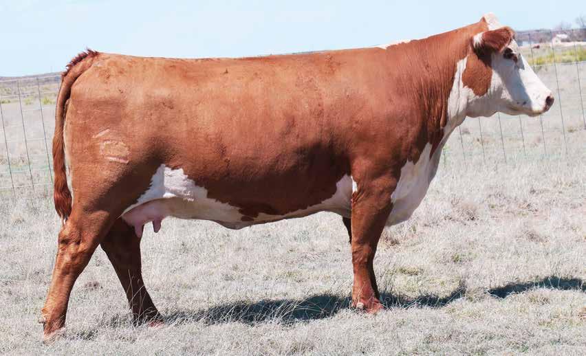 EMBRYO OFFERING PCC New Mexico Lady 6020 Dam of Lots 61A and 61B 61A (4) MIGHTY 49C X 6020 IVF EMBRYOS EMBRYOS Reg#: DOB: Tattoo: NJW 67U 28M BIG MAX 22Z NJW 79Z 22Z MIGHTY 49C ET BW 91H 100W RITA