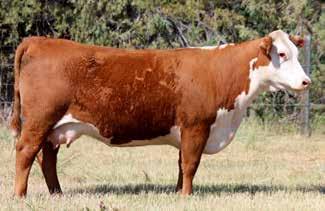 EMBRYO OFFERING /S Lady Domino 0222X Dam of Lot 62A HH Miss Advance 1181Y Dam of Lots 63A and 63B 62A (4) ENDURE X 0222X IVF EMBRYOS EMBRYOS Reg#: DOB: Tattoo: KCF BENNETT ENCORE Z311 SCHU-LAR ON