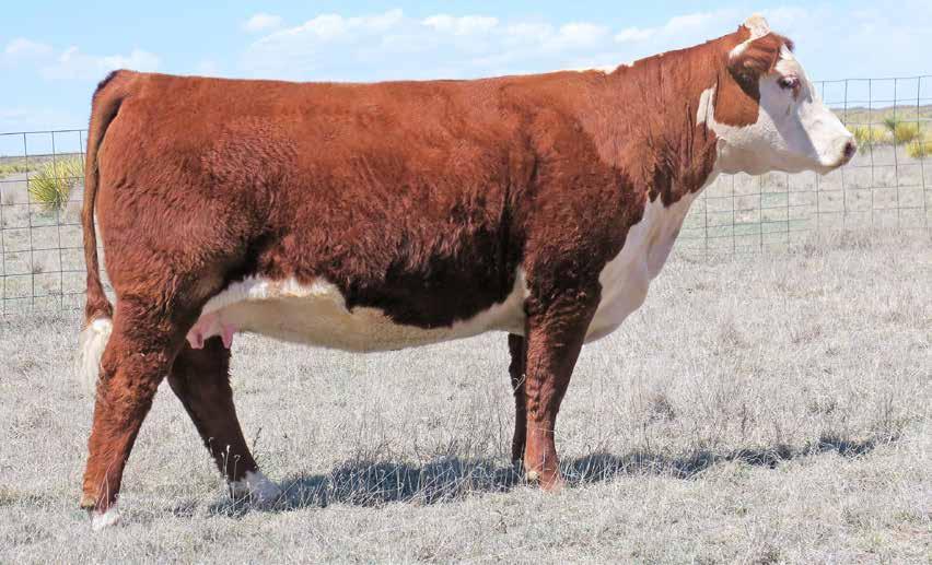 EMBRYO OFFERING PCC New Mexico Lady 7037 Dam of Lots 64A, 64B and 64C 64A (4) FORTIFIED X 7037 IVF EMBRYOS EMBRYOS Reg#: DOB: Tattoo: BOYD FT KNOX 17Y XZ5 4040 NJW 84B 4040 FORTIFIED 238F NJW 16S
