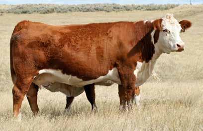 We select and bred for efficient, productive cattle that are balanced in their genetic values and are phenotypically correct.