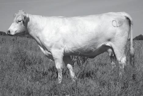 Her 2007 daughter by LHD Bold has replaced her in the herd. 6.9-0.4 8 21-1 3 Her 2008 bull calf by LKD Mr Royalty was born 3-31-08.