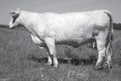 Pld. PE 6-19-08 to 8-6-08 to LHD Bold P1223. This good cow was our choice from the McCabe Dispersal in 4.4 2.2 33 48 1 17 Minnesota.