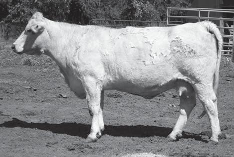 LKD Miss Power 049 48 MARCH 16, 2000 POLLED F900537 4-L Unlimited YL06 Pld LT Unlimited Principle P LT Prairie Maiden 8008 WCF Sir Unlimited Power M380743 Ideal 816 of Duke 65 BR Duke 261 Ideal 809