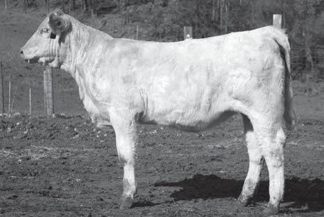 1-10 Charolais-Cross Show Steers & Percentage Heifers There will be ten smokey steers and percentage heifers available in this sale. They will be sired by TLC Integrity 5087 P ET and LHD Bold P1223.