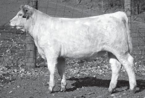5 22 51 8 19 A big-hipped, level-topped, super show heifer prospect. Lots of thickness.