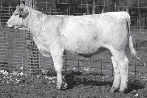 3 33 63 6 23 A super long-bodied heifer with a big top in her.
