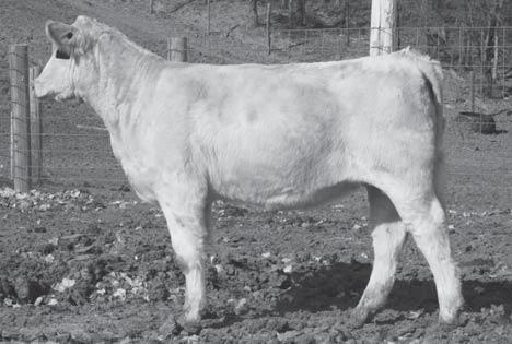 5 29 43 3 18 This is a broody heifer, really long and deep bodied.