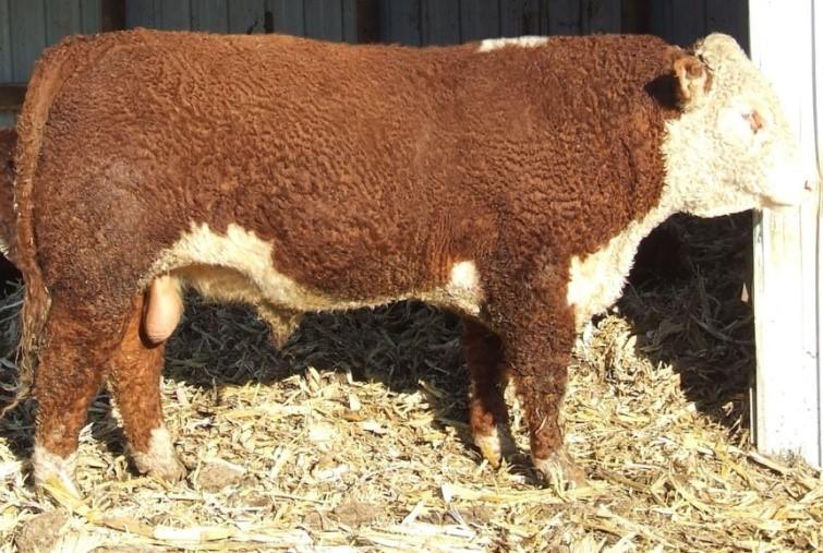 Sale Information: Bulls will be available for viewing prior to Sale on Friday morning, April 22 nd. Bulls will be presented in a non-fit format.