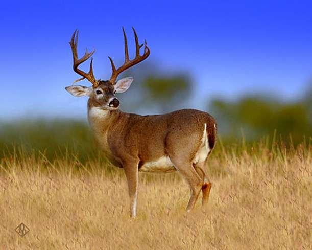 6. WHITE TAIL HUNT FOR 2 ON CHIPPER JONES DOUBLE DIME RANCH $7,000.