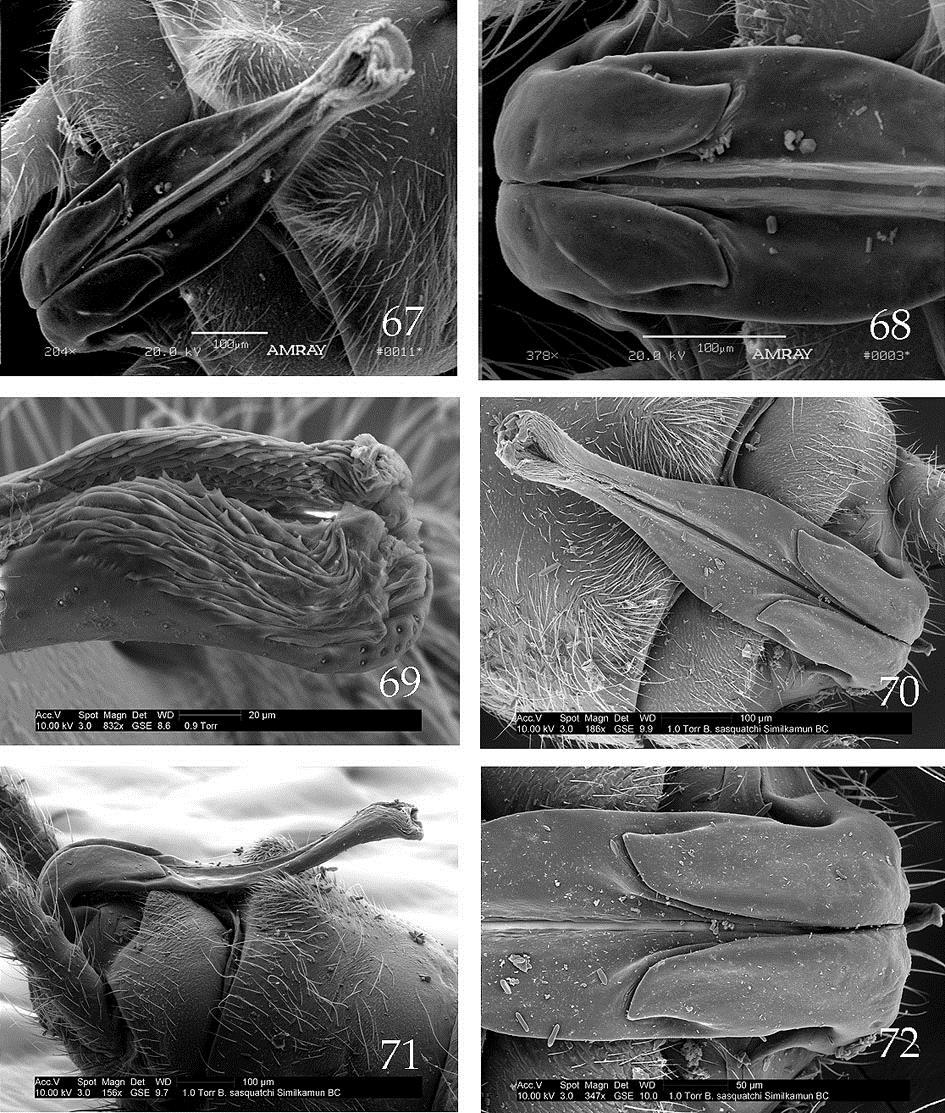 Figs. 67-72. Sasquacapnia sasquatchi, male reproductive structures, localities in Washington (67-68), and British Columbia (69-72). 67. Whatcom Co.