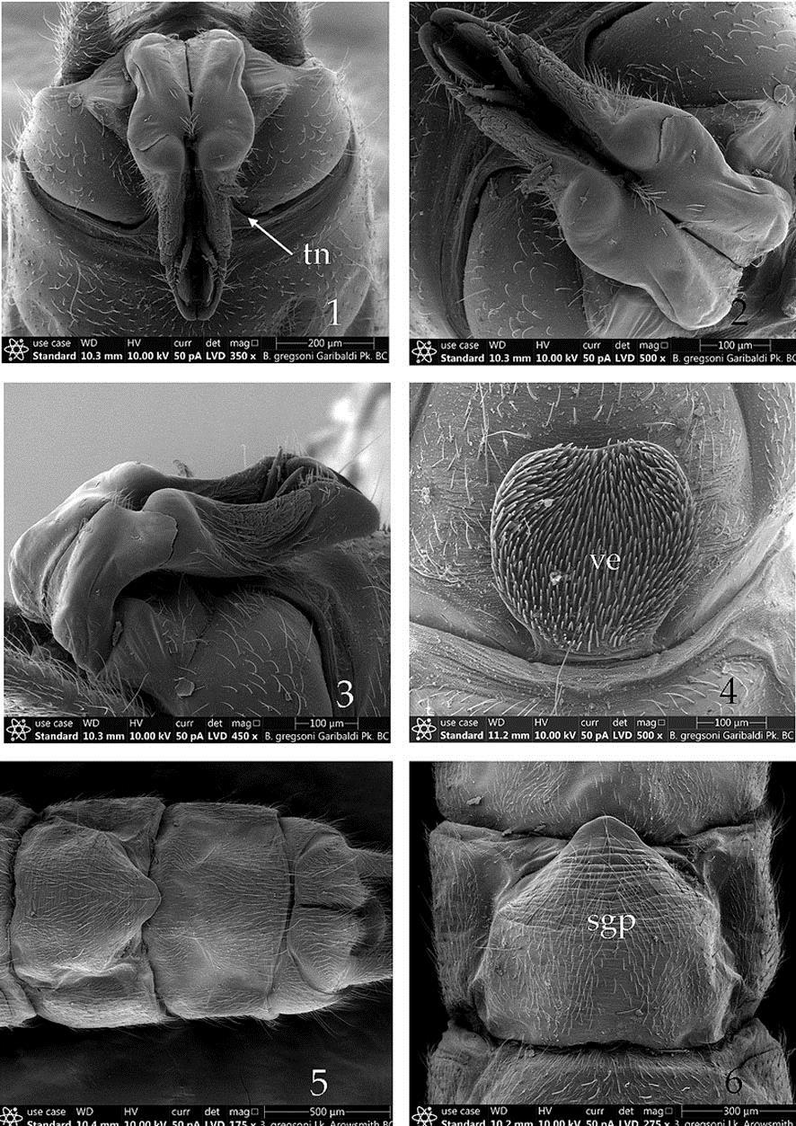 Figs. 1-6. Bolshecapnia gregsoni, male and female reproductive structures. All localities in British Columbia. 1. Garibaldi Provincial Park, male epiproct and terminal abdominal segments, dorsal. 2.