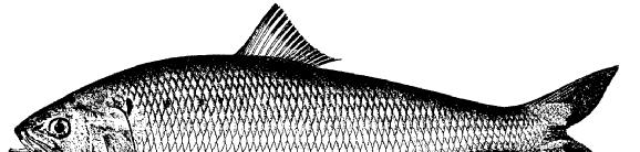 REVIEW OF THE ATLANTIC STATES MARINE FISHERIES COMMISSION FISHERY MANAGEMENT PLAN FOR SHAD AND RIVER HERRING