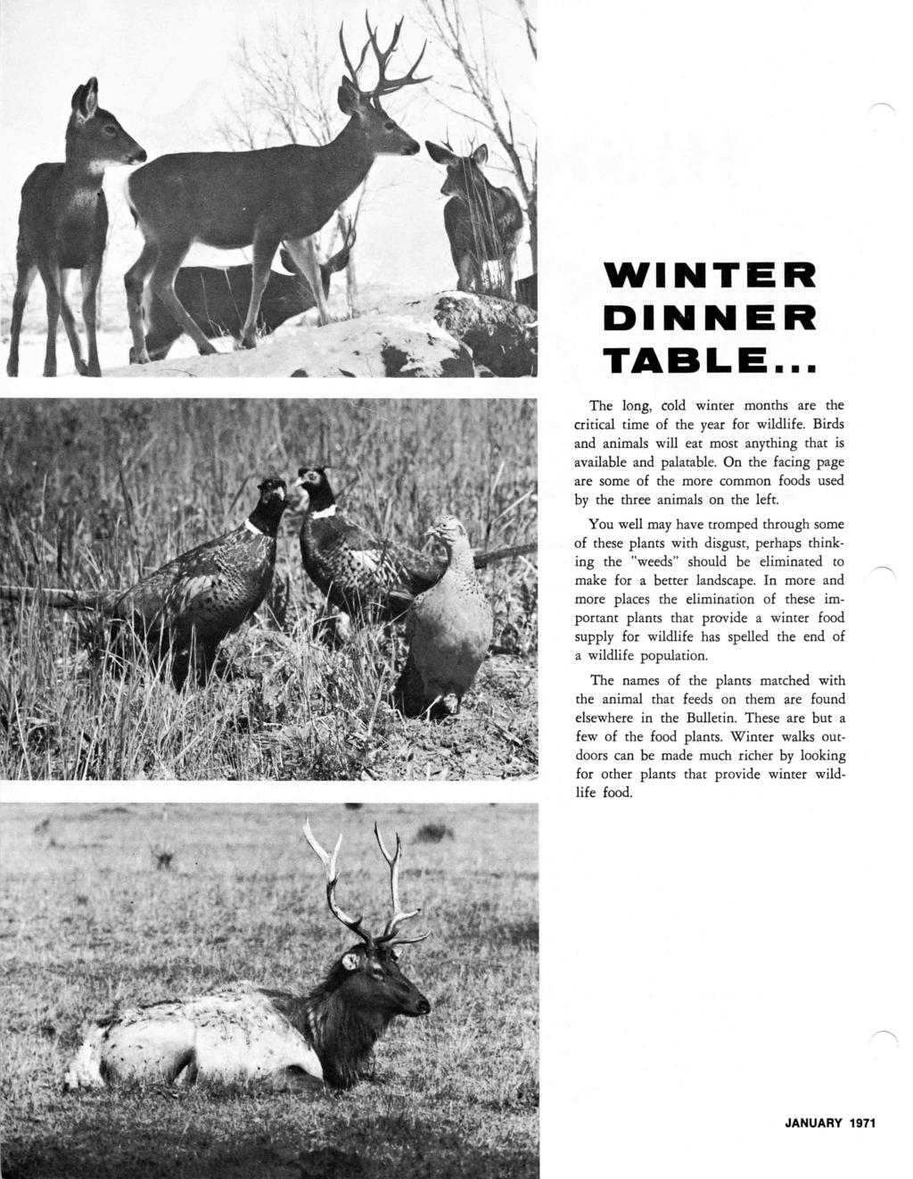 WINTER DINNER TABLE... The long, cold winter months are the critical time of the year for wildlife. Birds and animals will eat most anything that is available and palatable.
