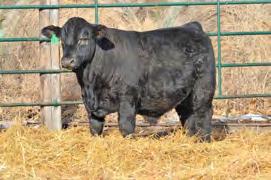 riple D Cattle Company February 19, 2018 Magness ivestock Huron, D 21 ag #: 013 attoo: DBCM 766E DB: 4/5/2017 ADJ BW: 95 ADJ WW: 703 9 1.