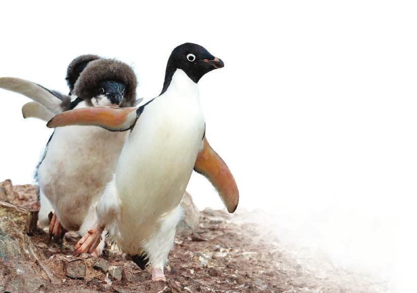 LESSON PLAN 5 MOVEMENT AND MIGRATION Extension for Grades 4-6 Content Areas Math & ELA Can You Waddle Like An Adélie Penguin?