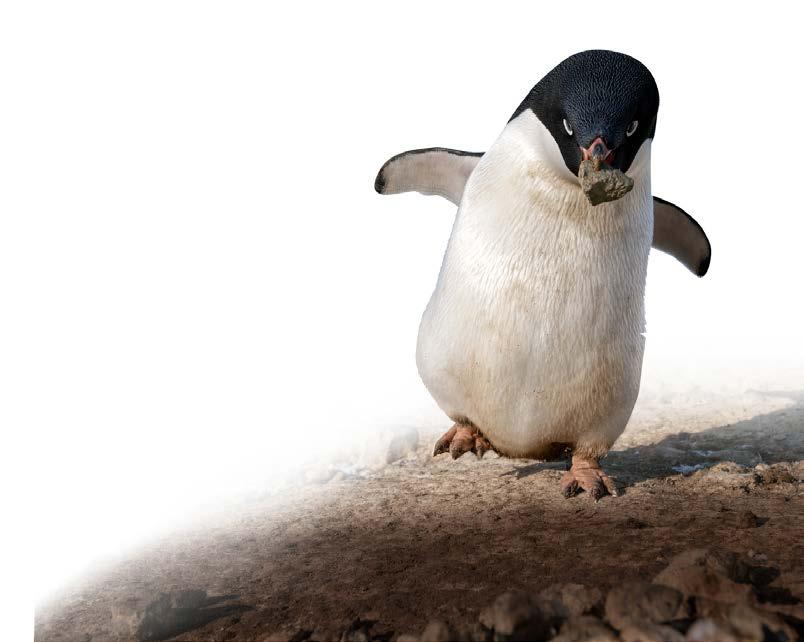 Activity GRADES 4-6 WADDLE RACES NAME DATE Get Ready Adelie penguins have very short legs and their stride length is approximately one-third their height.