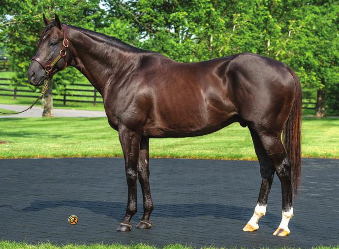 The dam is a full sister to graded stakes winner La Reina, and Queena also produced G1 winner Brahms (Danzig).